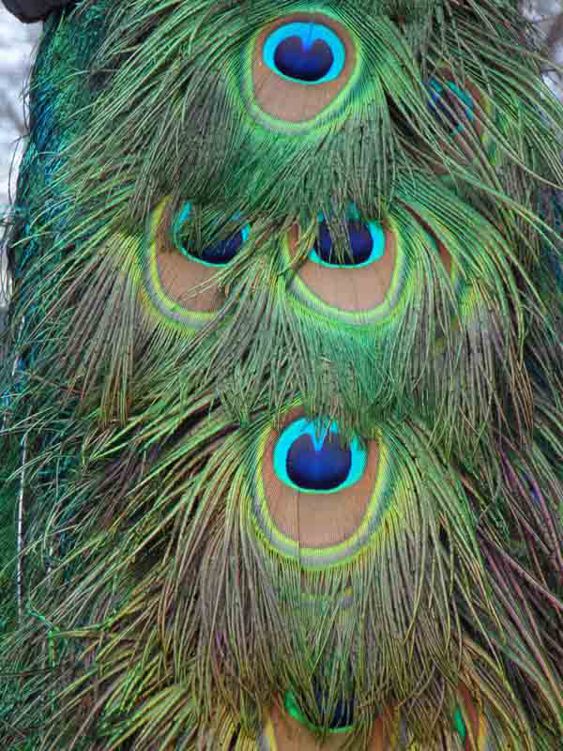 These peacock feathers radiate endless eyelashes from the center eyes Bugs - photo 7