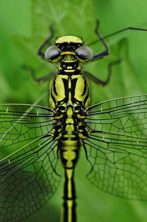 The little dragonfly is characterized by a richness of symmetrical placement of - photo 9