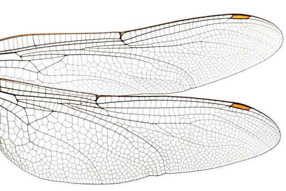 The intricate pattern of the dragonfly wings displays a fine delicacy Mite - photo 10