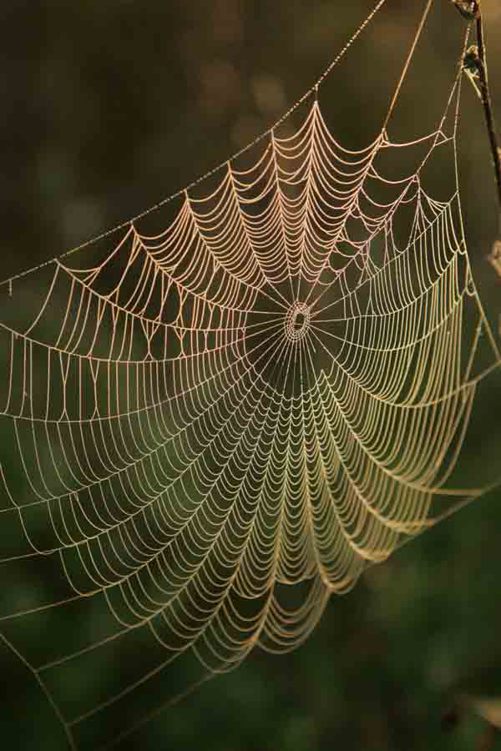 The lacy beauty of this spider web is all the more striking because it is - photo 12