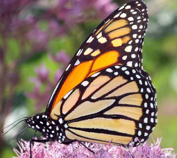 The stained glass pattern of this butterflys wings characterize this delicate - photo 13