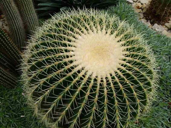 This festive round cactus celebrates an explosion of horizontal lines attached - photo 15