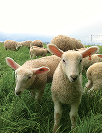 Many researchers believe that sheep Ovis aries have been domesticated for - photo 3