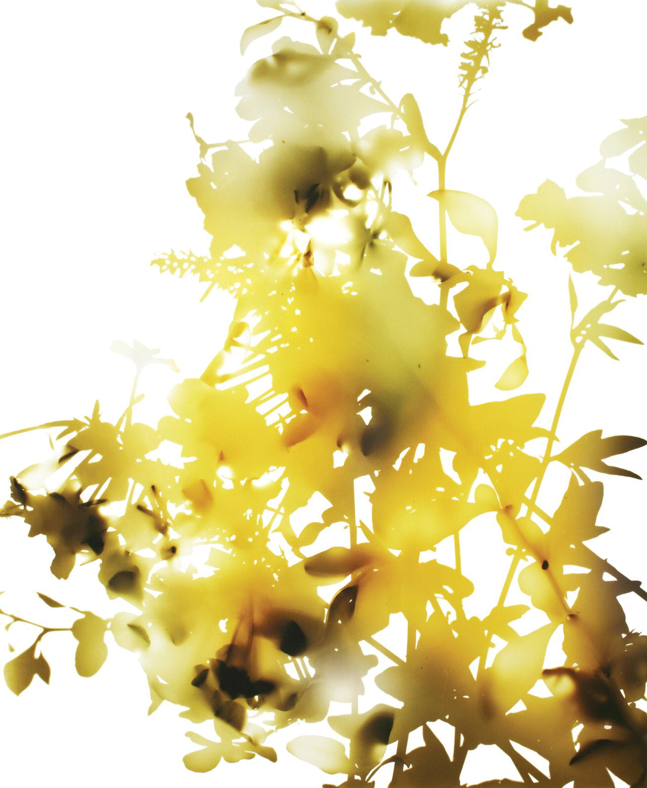 James Welling Flower 009 2006 Chromogenic print mounted to acrylic 1168 94 - photo 3