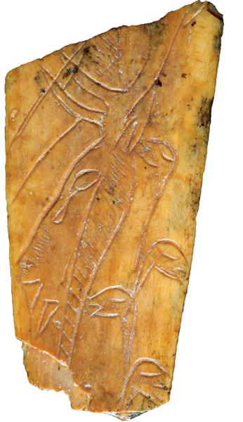 Deers head and bilberry carved on a bone from a cave in the Gironde c - photo 5