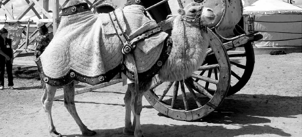 The beast of burden for the Mongols the Bactrian camel is able to carry - photo 9