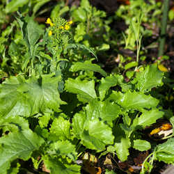 Broccoli rabe is also known as broccoli raab or rapini Collard is also - photo 5