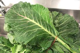 Collard is also known as non-heading cabbage or tree-cabbage Collard is also - photo 6