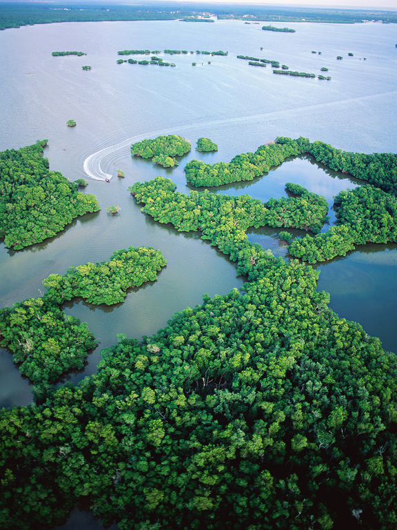 The Everglades DAVID JOBGETTY IMAGES Why I Love Florida By Adam Karlin - photo 8