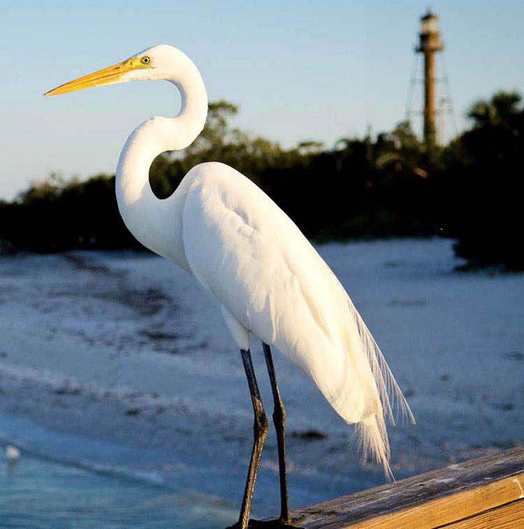 Great Egret Sanibel Island THE BEACHES OF FORT MYERS SANIBEL QuickStart - photo 6