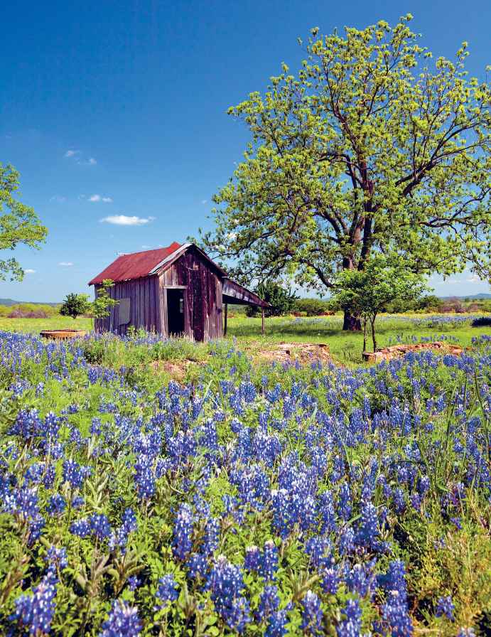 Bluebonnet wildflowers Hill Country AMERICA ALAMY Why I Love Texas By - photo 7