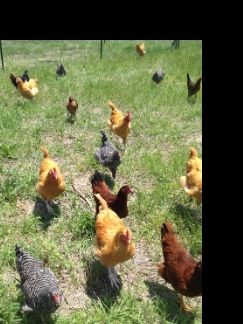 Backyard chicken-keeping can be a fun and rewarding experience Besides being - photo 4