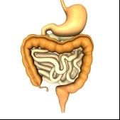 Fiber also is very important in digestion reduction of inflamed tissue and - photo 4