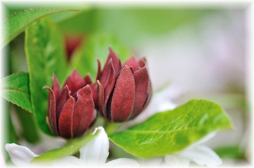 Cooking applications Similar to cinnamon nutmeg and cloves in flavor - photo 1