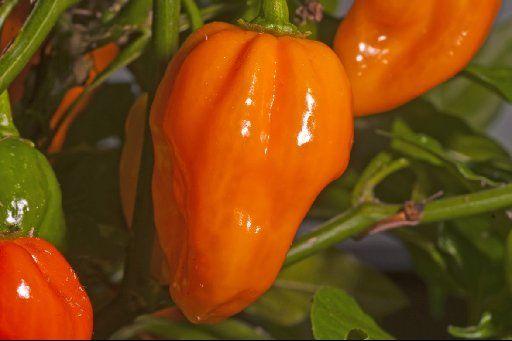 Eggplants are the third wheel in this trio of heat-loving summer vegetables - photo 1