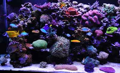 A living reef after one year Introduction What is a Reef Aquarium A - photo 2