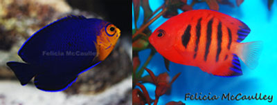 Pygmy and Flame Angelfish While saltwater fish are magnificent alone in - photo 3