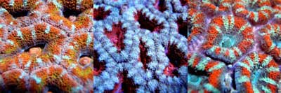 Acanthastrea Lordhowensis Coral - a sample of its many colors Green Hammer - photo 4