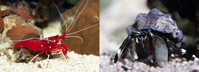 Blood Red Fire Shrimp and Zebra Hermit Crab There are also filter-feeding - photo 6