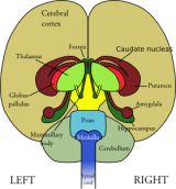 The Amazing Brain A brain has the elasticity of a muscle As it is exercised - photo 3