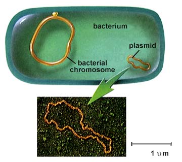 Experimental evidence for multiple chromosomes and linearchromosomes initially - photo 11