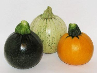 I mostly grow round or ball squash but my thoughts on planting and growing - photo 1