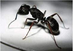 While generally ants dont pose much of a problem in some instances they can - photo 5