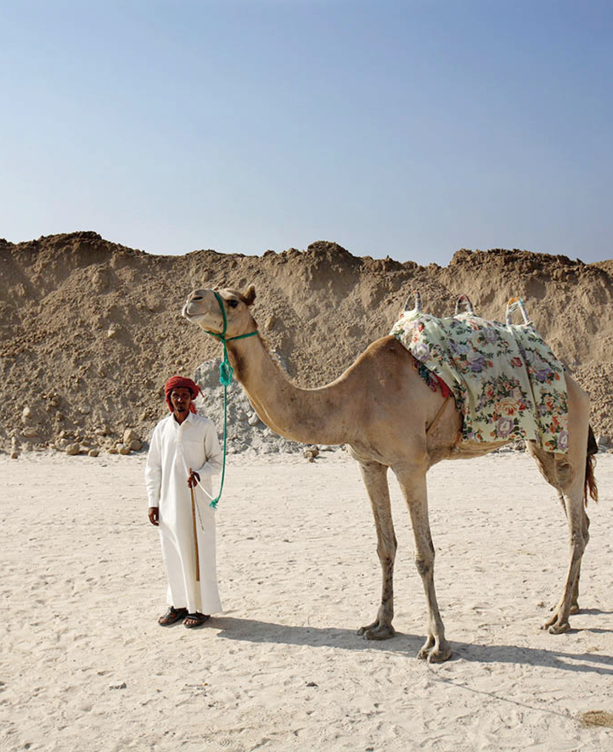 A camel on the beach in Ajman APA Publications Oman and the UAEs Top 10 - photo 3