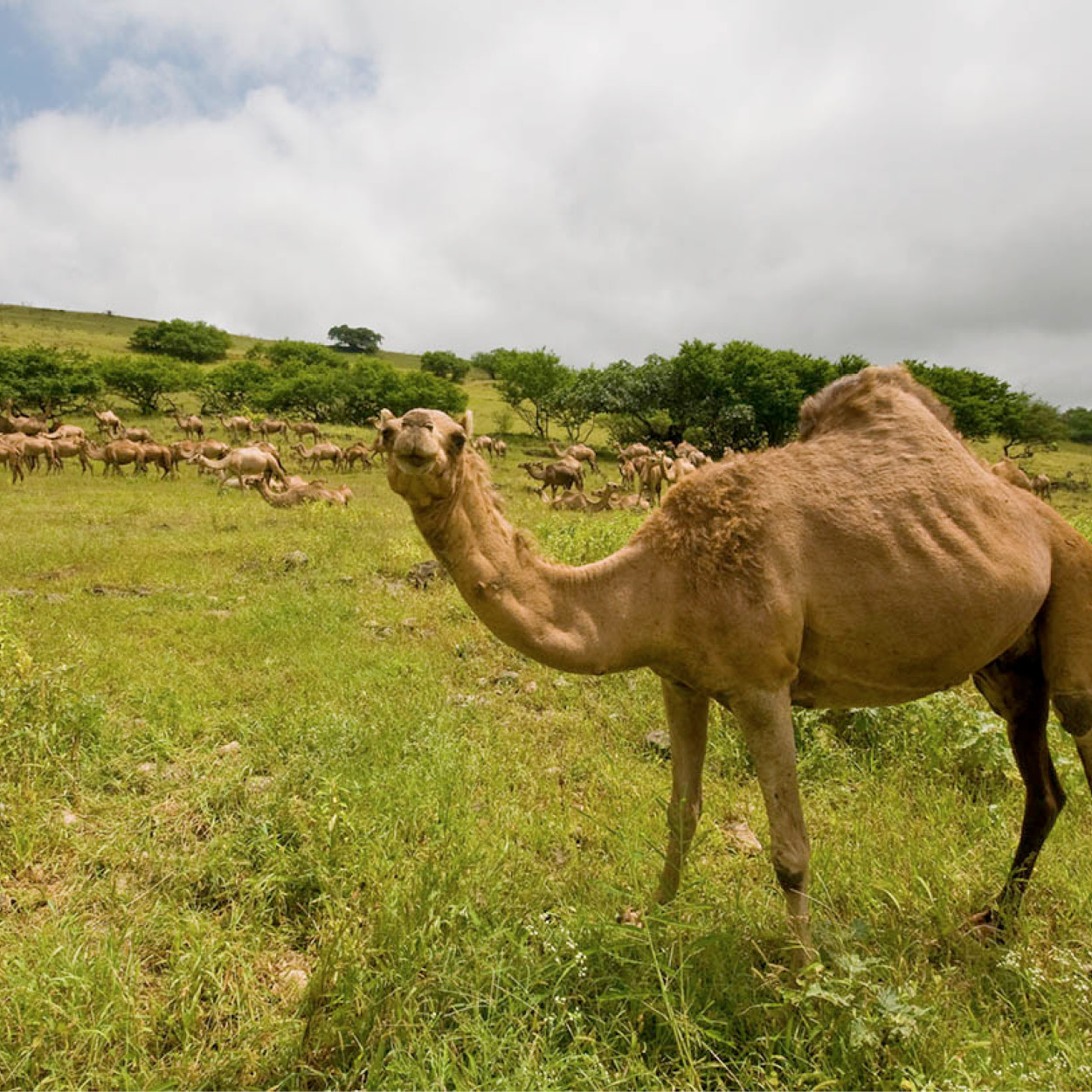 Top Attraction 3 Salalah A world away from the rest of Oman Salalah is at - photo 6