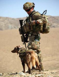 Afghanistan 2012 Explosive Detection Dog Bullseye I trained and deployed with - photo 1