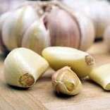 Garlic Allium sativum belongs to the onion genus Allium It is native to - photo 1