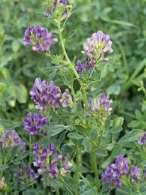 Alfalfa Medicago sativa is a perennial flowering plant that belongs in the - photo 2