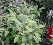 Sage Salvia officinalis is a perennial evergreen shrub with woody stems - photo 3