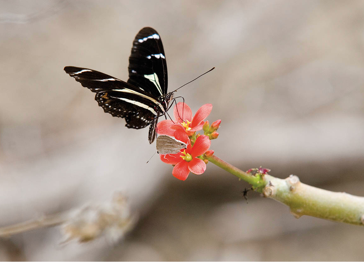 Butterfly in Parque Nacional Machalilla on the Pacific coast Corrie - photo 5