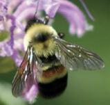 THE XERCES SOCIETY GUIDE Attracting NATIVE POLLINATORS Protecting North - photo 1