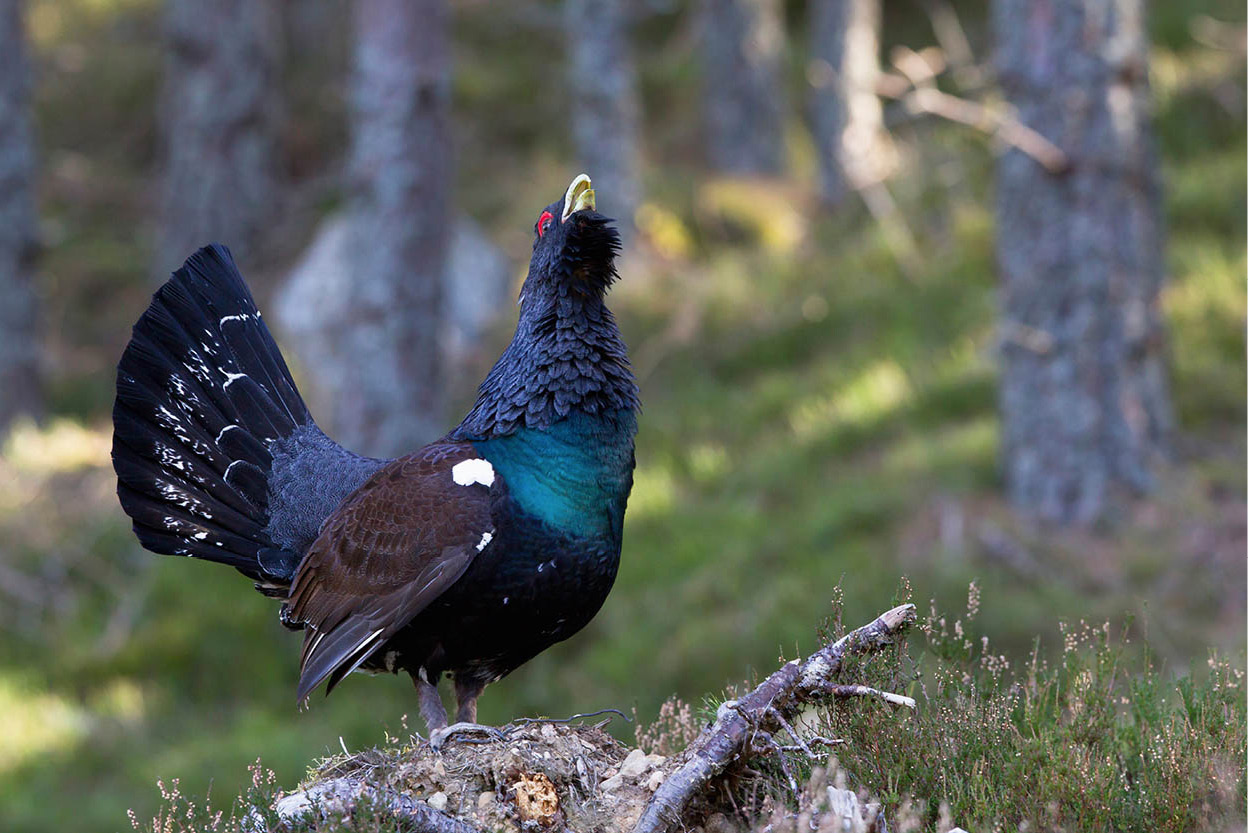 The Cairngorms National Park These mountains are home to wildlife such as the - photo 11