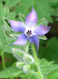 Pour hot water over 2 tablespoons of dried borage leaves and stir to reach the - photo 7