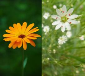 Calendula marigold and chickweed are anti-inflammatory soothing dermatitis - photo 6