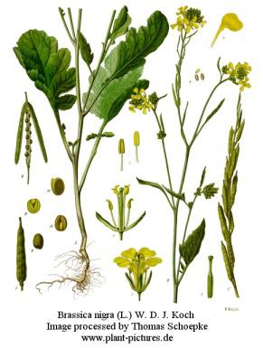 Black mustard originates in the northern reaches of Africa and South-Western - photo 2