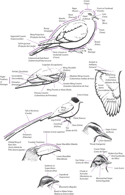 A FIELD GUIDE TO THE BIRDS OF BRAZIL Introduction 1 BRAZIL THE AREA COVERED - photo 3