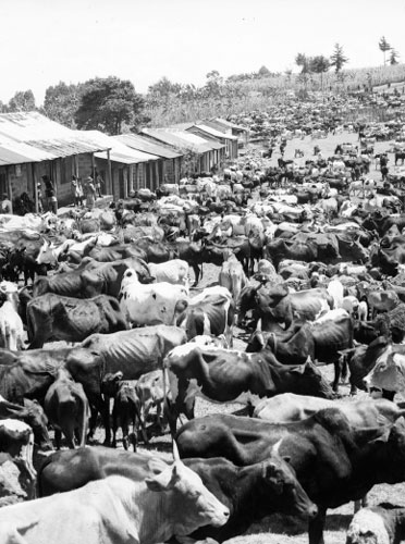 Cattle confiscated from the Kikuyu of Nyeri under the collective punishment - photo 7