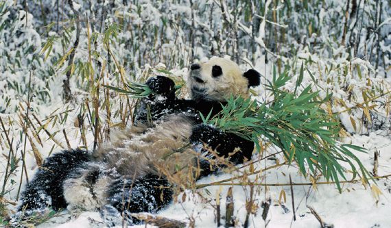 Panda an intimate portrait of one of the worlds most elusive creatures - image 2