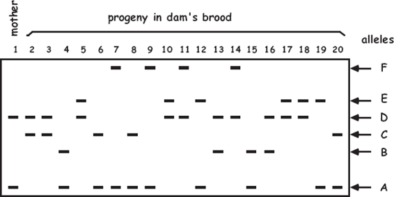 Diagram of a microsatellite gel showing at one locus a mothers genotype - photo 1