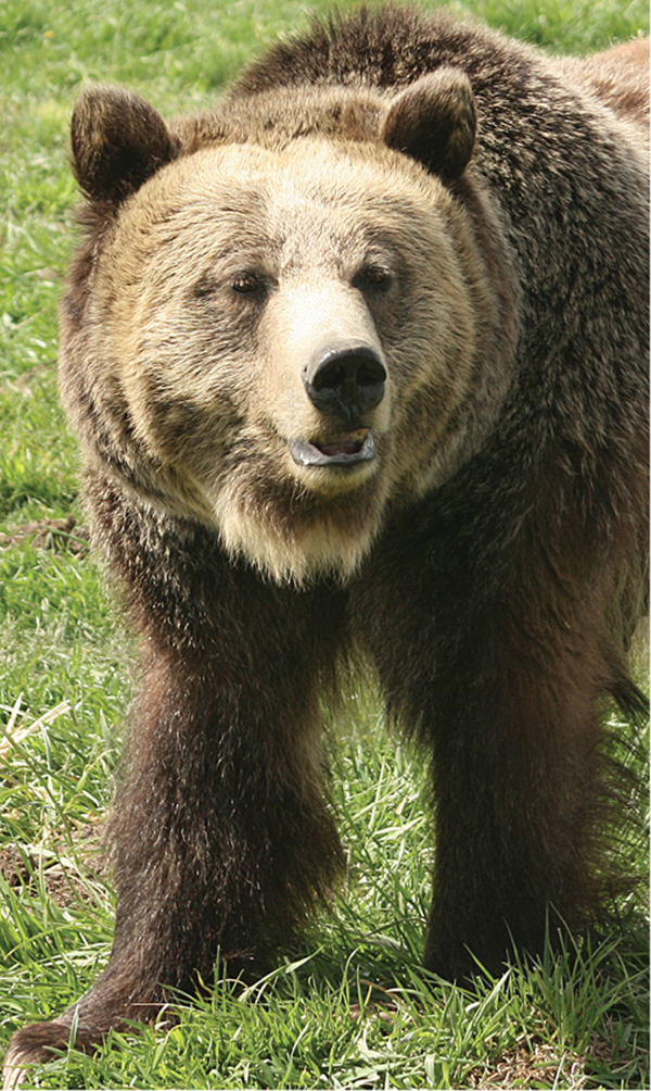 Grizzly bears are named for the light hairs on their head and shoulders and the - photo 5