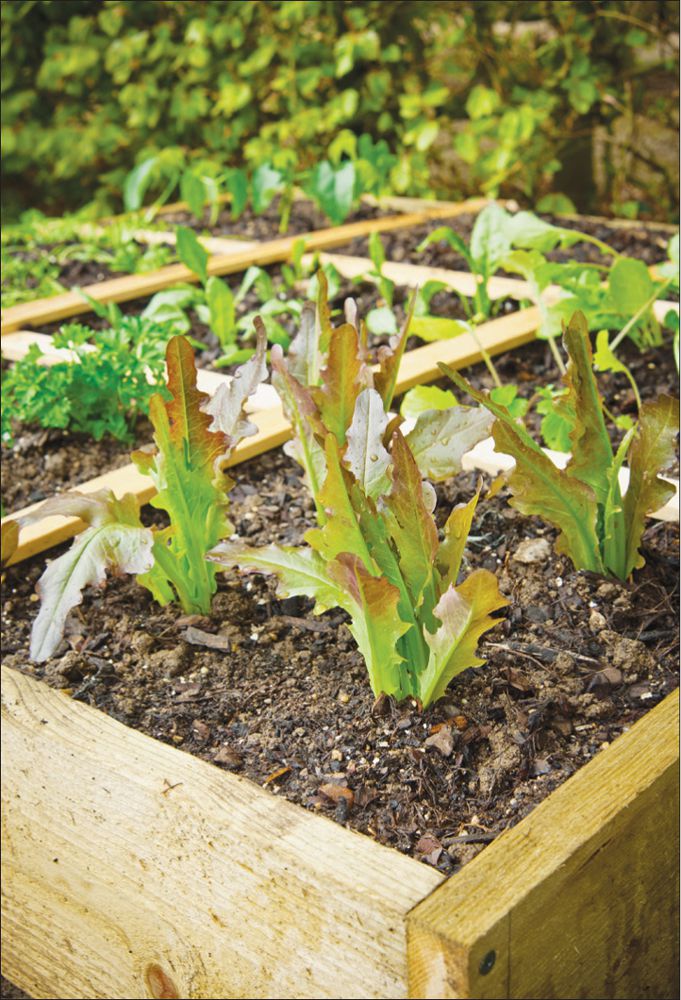 A Square Foot Garden takes all the work out of gardeningno digging no weeding - photo 7