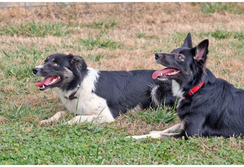 Lassie Come Home Adams Task The Plague Dogs White Fang Winterdance classic - photo 1