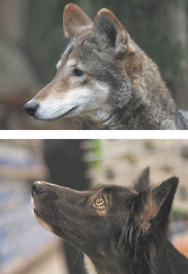 This is the true story of two border collies who were born on a small farm in - photo 6