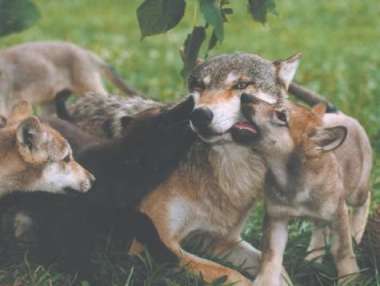 Wolf packs were in fact extended families a male and female and their - photo 8