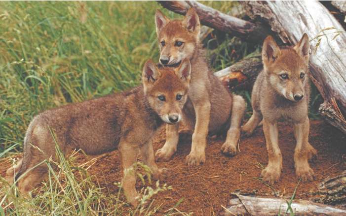 As soon as the adults get back to the den the pups mob them jumping up and - photo 10