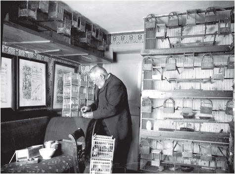 A German canary breeders birdroom in the early 1900s I imagine Reichs birdroom - photo 2